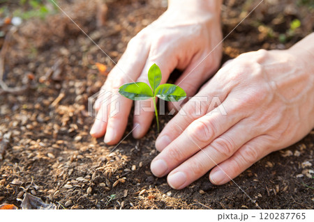 ミカンの苗木を植える 120287765
