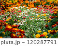 カラフルな花 120287791