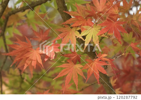 紅葉した色彩豊かな美しいモミジ　アップ 120287792