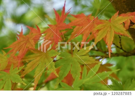 紅葉が始まった美しいモミジ アップ 紅葉が始まった美しいモミジ アップ 120287885
