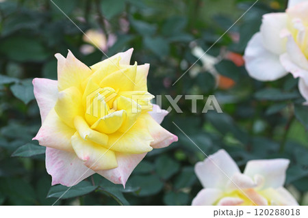 薔薇の花 120288018
