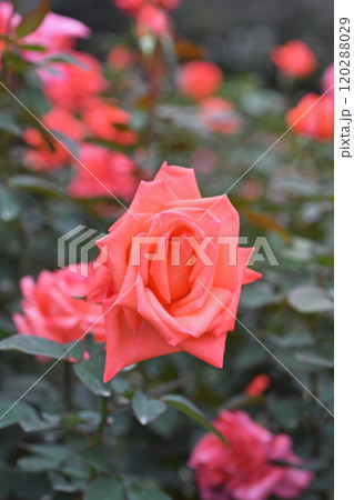 薔薇の花 薔薇の花 120288029