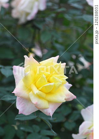 薔薇の花 120288031