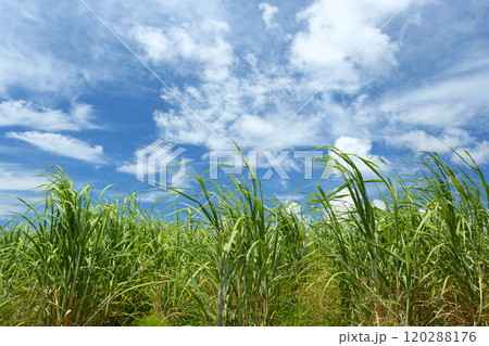 沖縄の風景　さとうきび畑と青い空、白い雲 120288176
