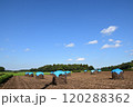 落花生ぼっち 120288362