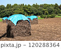 落花生ぼっち 120288364