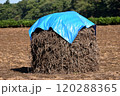 落花生ぼっち 120288365