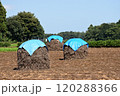 落花生ぼっち 120288366