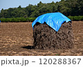 落花生ぼっち 120288367