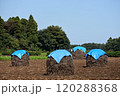 落花生ぼっち 120288368