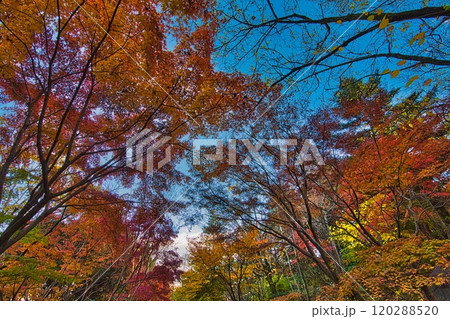 日本庭園の樹木は、秋になると紅葉で染まるとともに、夜になるとライトアップでより美しくなります 日本庭園の樹木は、秋になると紅葉で染まるとともに、夜になるとライトアップでより美しくなります 120288520