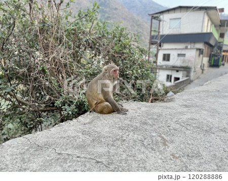 インド・リシケシの野生猿 120288886