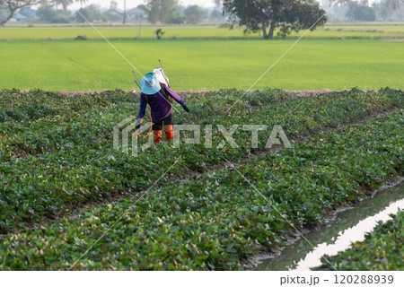 Nature of sweet potatoes plantation, yam farming 120288939