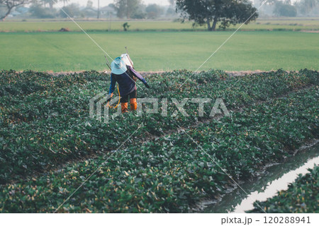Nature of sweet potatoes plantation, yam farming Nature of sweet potatoes plantation, yam farming 120288941