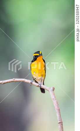 Bird (Narcissus Flycatcher) on tree in nature wild 120288947