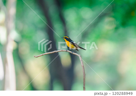 Bird (Narcissus Flycatcher) on tree in nature wild 120288949