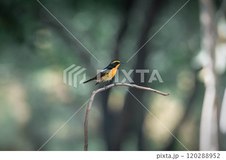 Bird (Narcissus Flycatcher) on tree in nature wild Bird (Narcissus Flycatcher) on tree in nature wild 120288952