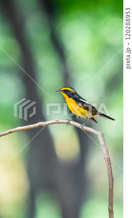 Bird (Narcissus Flycatcher) on tree in nature wild Bird (Narcissus Flycatcher) on tree in nature wild 120288953