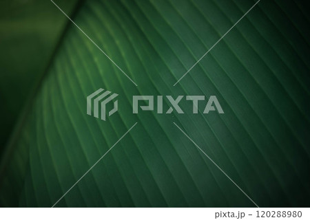 Greenery background nature plant and leaf (Banana) Greenery background nature plant and leaf (Banana) 120288980