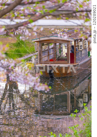 満開の桜と伏見十石舟 満開の桜と伏見十石舟 120289021
