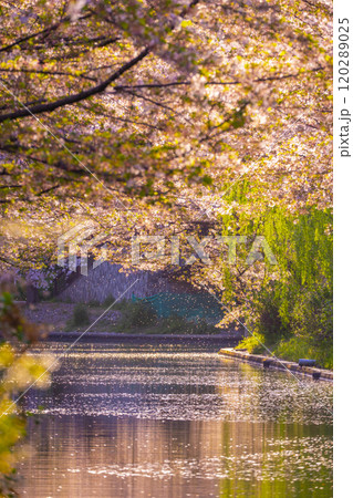 満開の桜と伏見運河 120289025