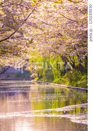 満開の桜と伏見運河 120289030