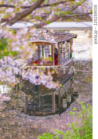 満開の桜と伏見十石舟 満開の桜と伏見十石舟 120289038