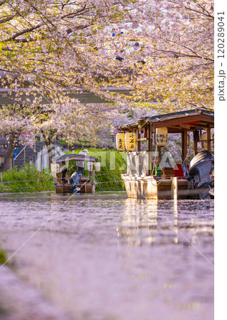 満開の桜と伏見十石舟 120289041
