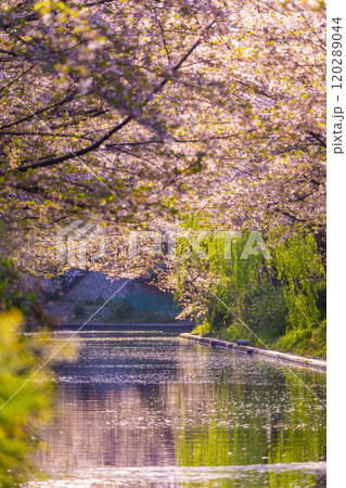 満開の桜と伏見運河 120289044
