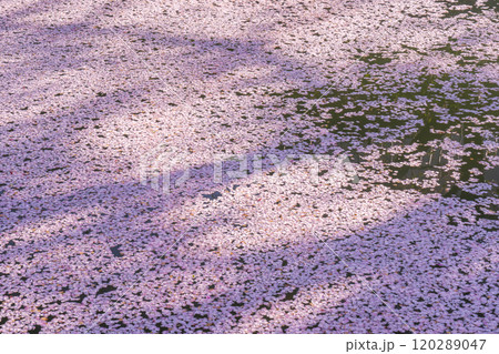 伏見疏水の花筏 120289047