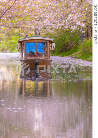 満開の桜と伏見十石舟 120289050