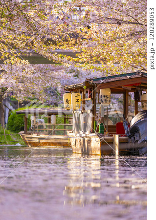 満開の桜と伏見十石舟 120289053