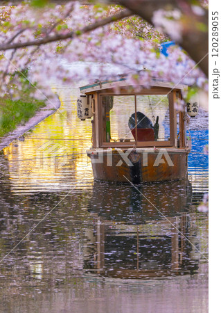 満開の桜と伏見十石舟 120289055