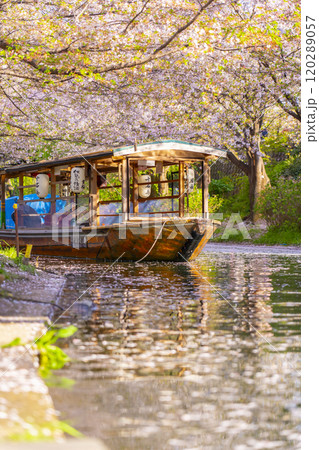 満開の桜と伏見十石舟 満開の桜と伏見十石舟 120289057