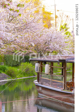 満開の桜と伏見十石舟 満開の桜と伏見十石舟 120289071