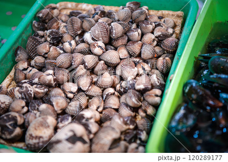 Fresh raw sea cockles clams at seafood market 120289177