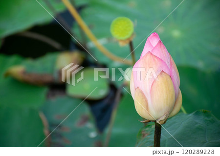 Lotus flower (Lotus or Nelumbo) Lotus flower (Lotus or Nelumbo) 120289228