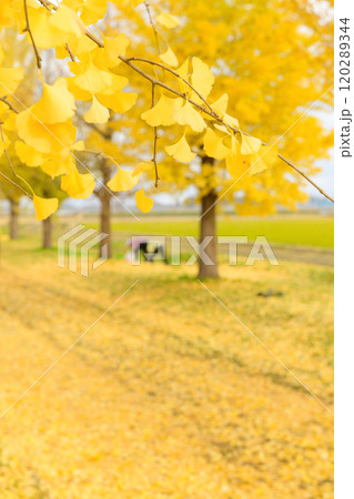 晩秋の銀杏並木道でギンナン拾い 秋田県 晩秋の銀杏並木道でギンナン拾い 秋田県 120289344
