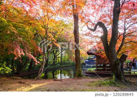 世界遺産中尊寺 秋色に染まる弁財天堂の朝 岩手県 世界遺産中尊寺 秋色に染まる弁財天堂の朝 岩手県 120289645