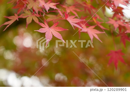 紅葉した色彩豊かな美しいモミジ アップ 玉ボケ 紅葉した色彩豊かな美しいモミジ アップ 玉ボケ 120289901