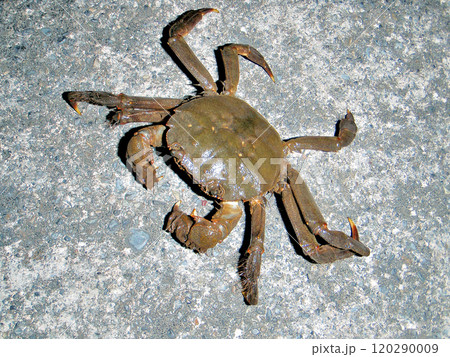中型のモクズガニ 中型のモクズガニ 120290009
