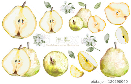 水彩で描いた洋梨のイラスト素材セット 120290040