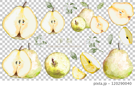 水彩で描いた洋梨のイラスト素材セット 120290040