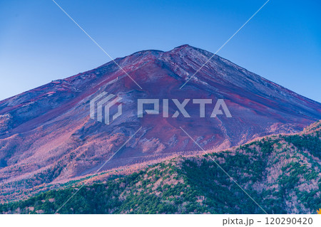 【山梨県】朝日を浴びて輝く、晩秋のカラマツ黄葉と富士山 【山梨県】朝日を浴びて輝く、晩秋のカラマツ黄葉と富士山 120290420