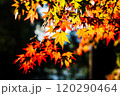逆光に映える赤と黄の紅葉 – 季節の息吹 120290464