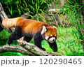 緑の中のレッサーパンダ  120290465