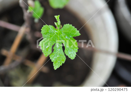 Ficus carica, fig or common fig plant or fig leaf and rain droplet Ficus carica, fig or common fig plant or fig leaf and rain droplet 120290475