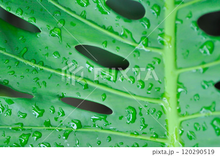 Monstera, Hurricane plant or Swiss cheese plant and rain droplet 120290519