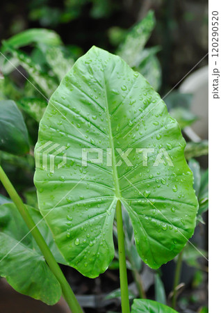 Alocasia, Alocasia macrorrhizos or Alocasia plant pr leaf background and rain droplet 120290520