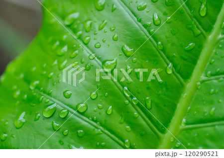 Alocasia, Alocasia macrorrhizos or Alocasia plant pr leaf background and rain droplet Alocasia, Alocasia macrorrhizos or Alocasia plant pr leaf background and rain droplet 120290521